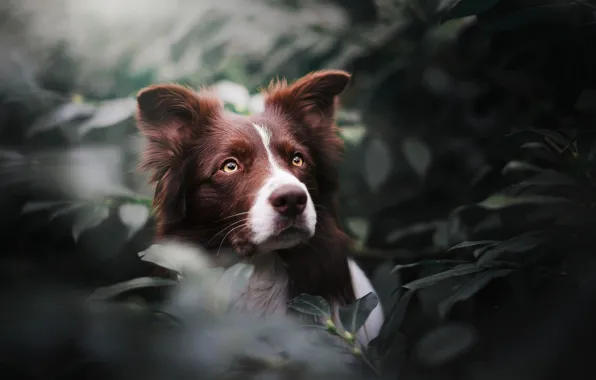 Picture look, face, leaves, portrait, dog, The border collie