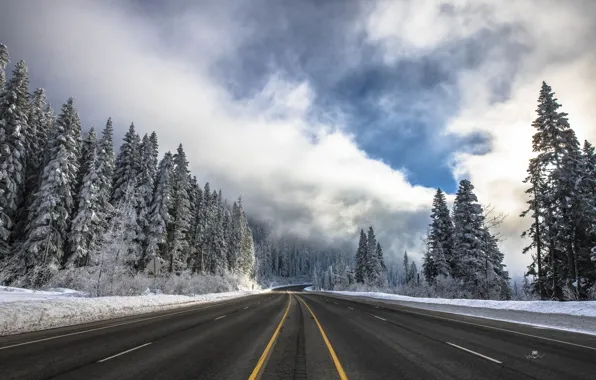 Picture winter, road, tree