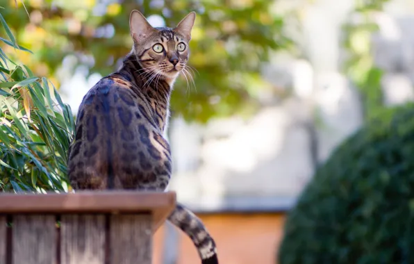 Picture greens, garden, Cat, sitting, Bengal, Bengal