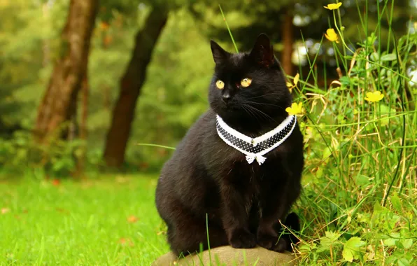 Greens, cat, grass, cat, look, flowers, nature, background