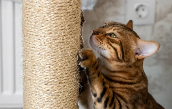 Cat, cat, look, pose, red, face, scratching post