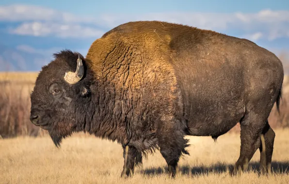 Power, horns, Buffalo