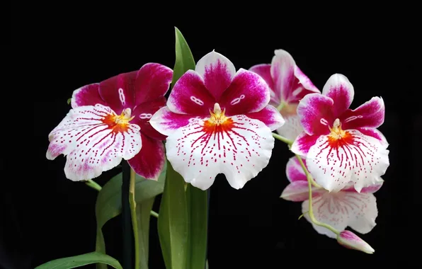 Flowers, orchids, trio, black background