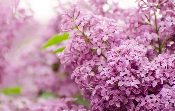 Picture branches, nature, Park, spring, lilac