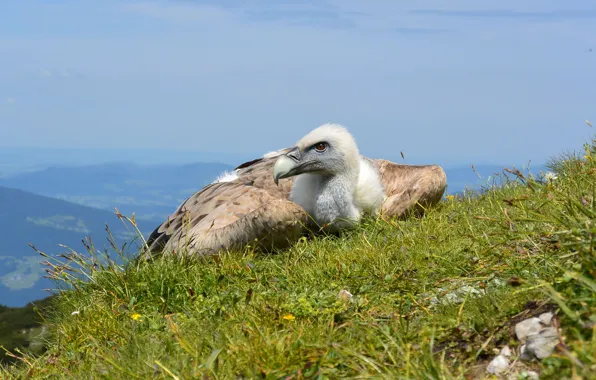 The sky, bird, hill, Grif