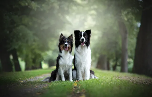 Dogs, grass, look, nature, background, two, pair, a couple