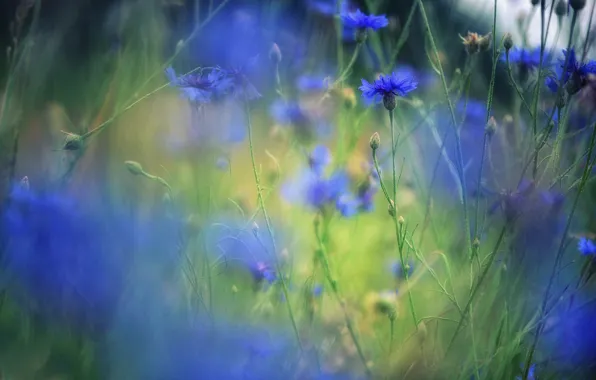 Flowers, bokeh, cornflowers