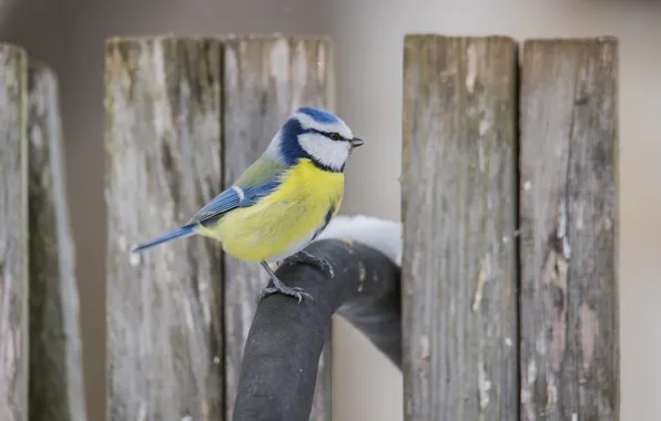 Winter, bird, sitting, tit, blue tit