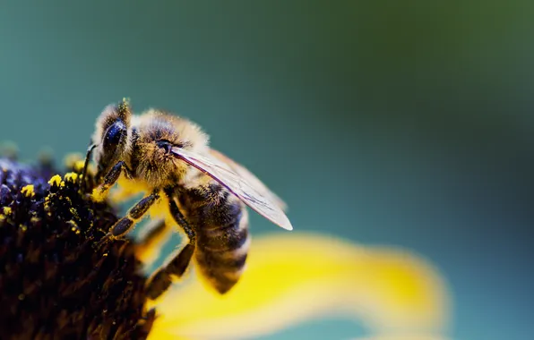 Picture flower, macro, bee