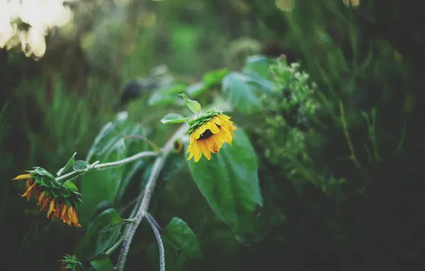 Sunflowers, yellow, petals