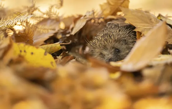 Autumn, look, nature, foliage, muzzle, hedgehog, hedgehog, bokeh