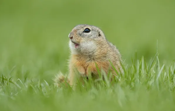 Grass, look, pose, background, legs, muzzle, gopher, rodent