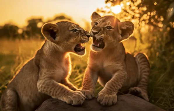 Lions, the cubs, cubs, digital art, AI art, neural network, the art of artificial intelligence