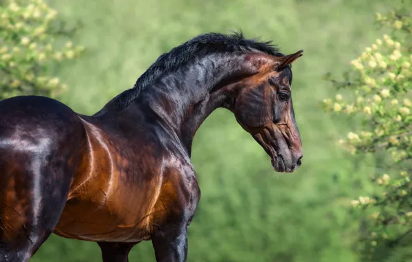 Look, face, branches, nature, horse, horse, portrait, spring