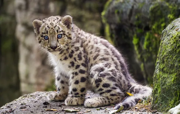 Look, IRBIS, snow leopard, kitty, spots