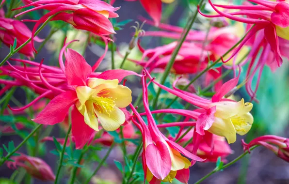Petals, garden, exotic