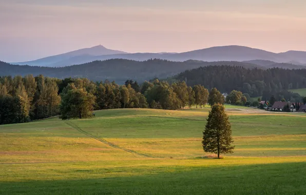 Picture field, forest, summer, grass, trees, mountains, fog, hills