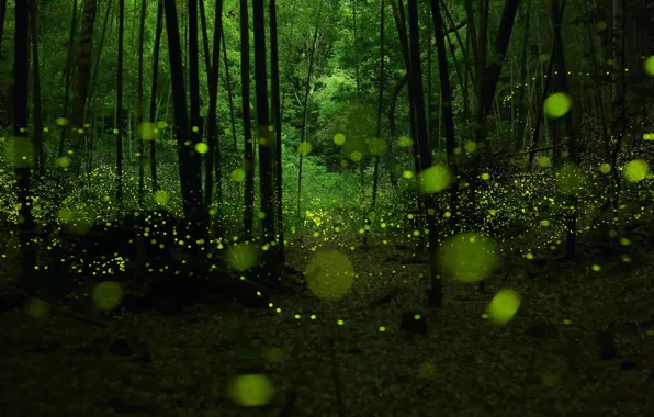 Picture forest, fireflies, twilight, bokeh