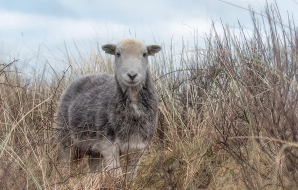 Field, the sky, grass, look, face, pasture, sheep, sheep