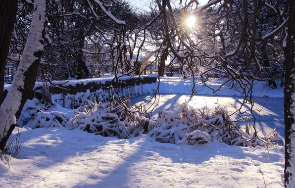 Trees, park, winter, snow, sun