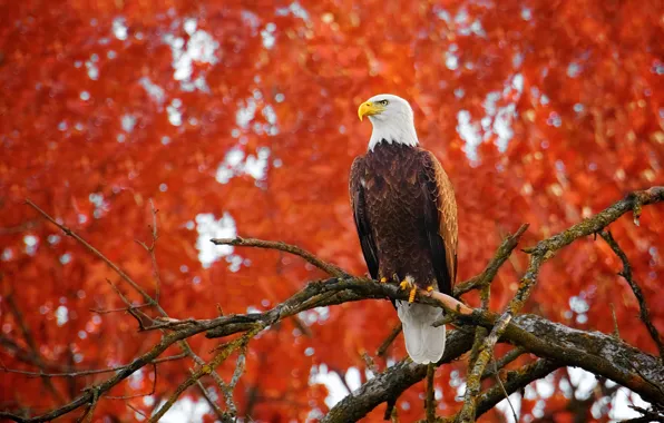 Picture autumn, look, branches, bird, foliage, bokeh, bald eagle