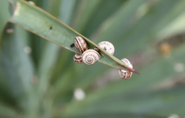 Summer, grass, snail, Shell