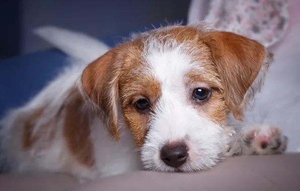 Portrait, muzzle, puppy, breed, the Sealyham Terrier