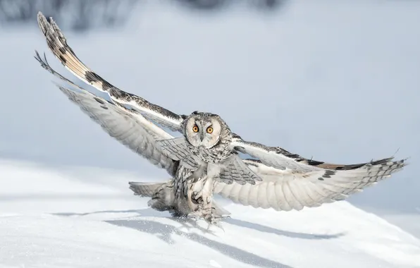 Winter, look, light, snow, flight, birds, nature, owl