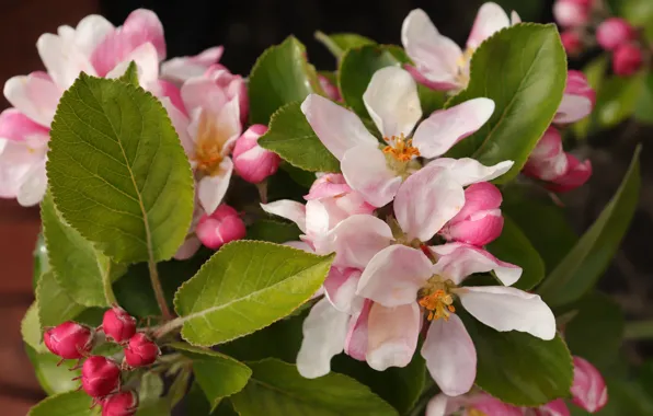 Flowers, branches, spring, pink, Apple, flowering, in bloom, Apple blossoms