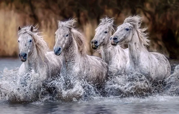 Wave, look, drops, squirt, nature, shore, horses, treatment