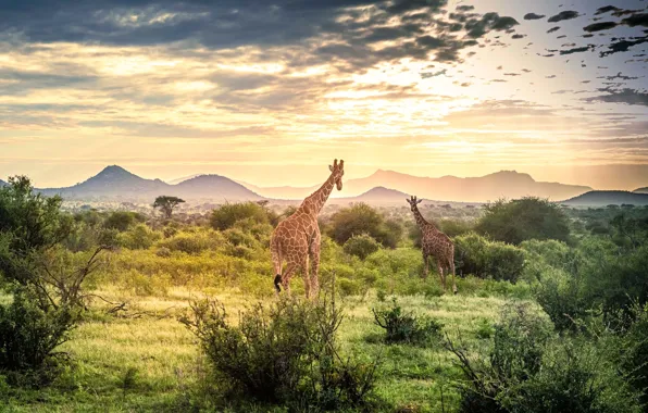 The sky, clouds, sunset, nature, giraffe, giraffes, shrubs