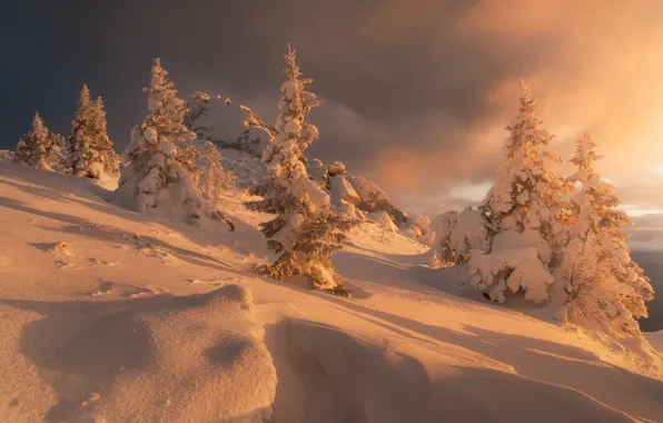 Picture winter, snow, trees, landscape, nature, ate, slope, national Park