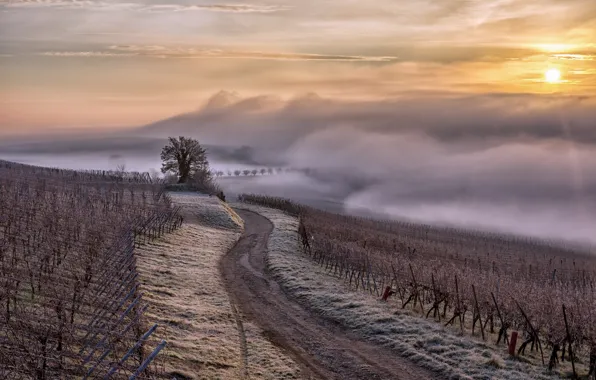 Picture France, brouillard, brume, Alsace Region, Alsace, vignes