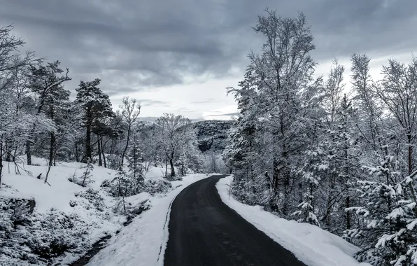 Picture winter, road, snow, trees, gray clouds