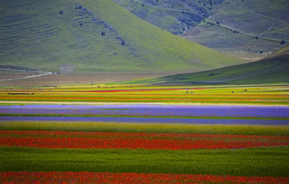 Picture field, flowers, mountains, valley, slope, plantation