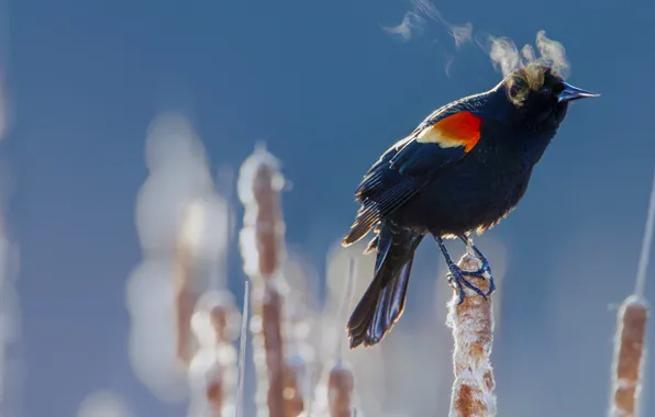 Cold, winter, bird, reed, red-winged Blackbird
