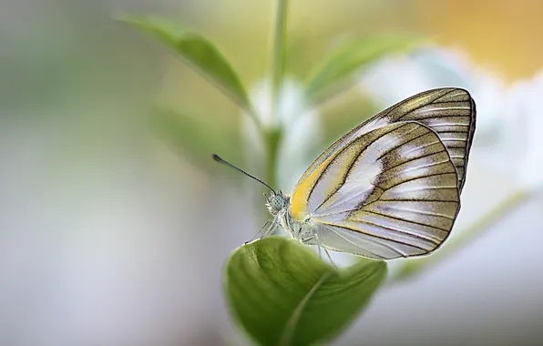 Picture leaves, butterfly, plant