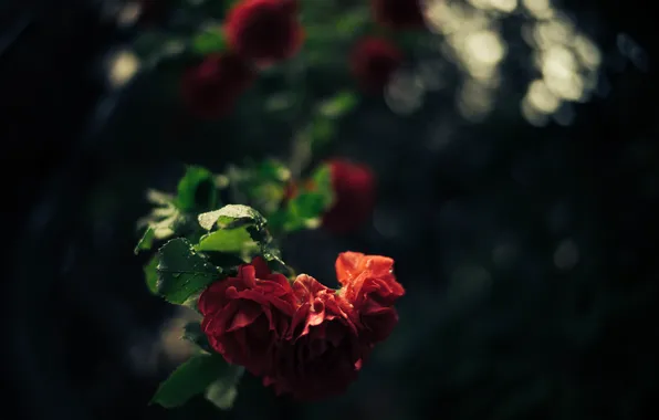 Leaves, roses, petals, red