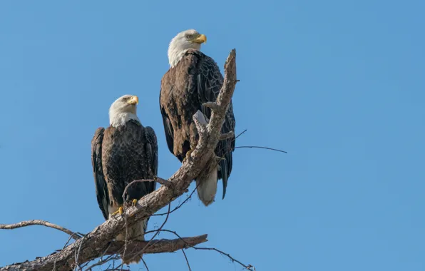 The sky, branches, blue, tree, pair, the eagles, bald eagle, bald eagles