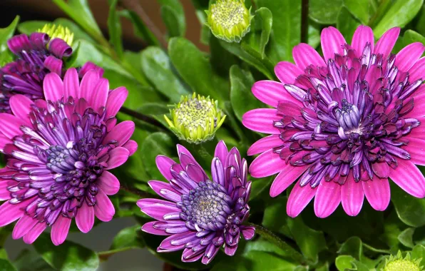 Macro, buds, Osteospermum