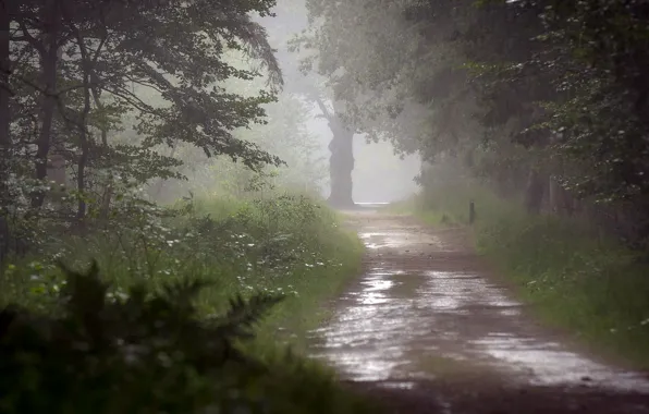 Picture road, trees, nature, rain