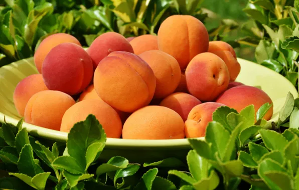 Picture fruit, leaves, apricots