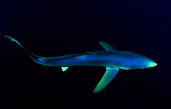 Picture the ocean, Moka, blue shark