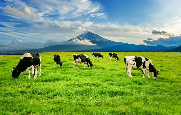 Greens, field, grass, mountains, cows, pasture, meadow, grazing