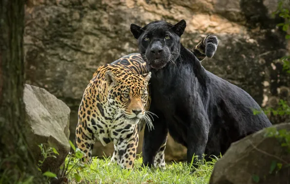 Picture predator, Panther, pair, Jaguar
