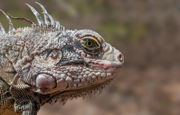 Lizard, iguana, reptile