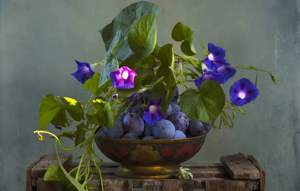 Wallpaper plum, texture, bindweed, morning glory