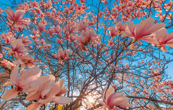 Picture branches, tree, flowering, flowers, Magnolia