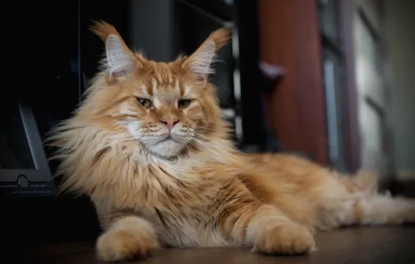 Cat, look, red, face, Kote, Maine Coon