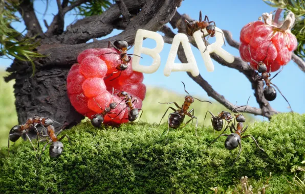 Picture summer, grass, macro, trees, insects, raspberry, wine, stay